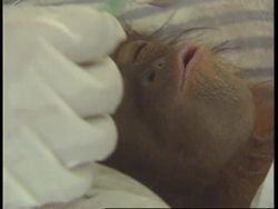 INDONESIA: ORANGUTAN POPULATION THREATENED BY FOREST FIRES News Clip