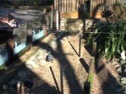 London zoo's penguin inundated with Valentine's messages News Clip