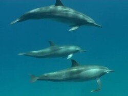 Three Long Nose Spinner Dolphins, Stenella longirostris,  swim through frame and away from camera, WA, Fernando de Noronha, Brazil Stock Footage