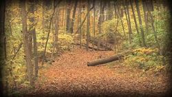 Mythical Trees: Crash Course World Mythology Instructional Video