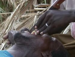 MS Man's teeth are sharping another man with large knife and stone / Republic of Djibouti Stock Footage