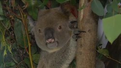 Koala population under threat News Clip