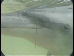 CU of Dolphins head, underwater view, Australia Stock Footage