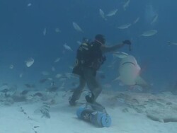 MS Man hand feeding bull shark / Playa del Carmen, Isla Mujeres, Mexico Stock Footage