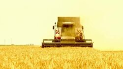 Harvesting of grain harvesters Stock Footage