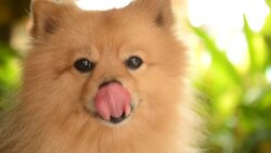 Happy Face Pomeranian Dog Stock Footage