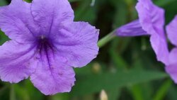 Petunia flower. Stock Footage