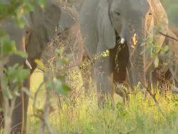 MS Shot of Mixed elephant herd walking with calf / Okavango Delta, North West District, Botswana Stock Footage