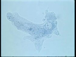 CU microscopic view of Amoeba Stock Footage