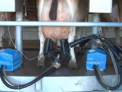 Milking Machine Rotation Stock Footage