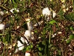 Cotton Field Stock Footage