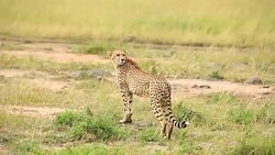 Cheetah watching for preying at wild Stock Footage