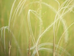 Feather Grass NTSC Stock Footage