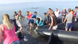 CLEAN : Thousands of migrants continue to stream into Greeces Lesbos News Clip