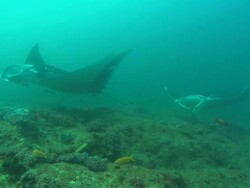 Mantas, cleaning station, three rotating by, Mozambique  Stock Footage
