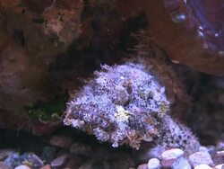 CU Shot of Camouflaged stonefish in aquarium with coral reef / Arava, Negev Desert, Israel  Stock Footage