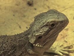 bearded dragon Stock Footage