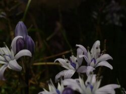 T/L Spring Squill (Scilla verna) flowers opening, MS, coastal flower in the UK Stock Footage