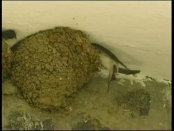 House Martin (Delichon urbicum) feeding chick in ceiling nest, Cyprus (with audio) Stock Footage