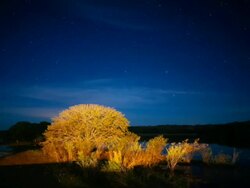 T/L, WS, stars moving over illuminated trees / Pantanal, Mato Grosso, Brazil Stock Footage