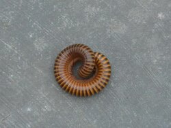 millipede Stock Footage