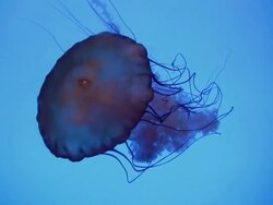 MS Pacific Sea nettle is floating in brightly lit water / Atlanta, Georgia, United States Stock Footage
