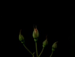T/L flower - CU four buds opening to Roses (one pink, three white) then dying, black background Stock Footage