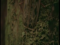 CU Tilt up along body of beetle, Amazon Stock Footage