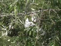 Cattle Egret Fight Stock Footage