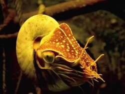 Nautilus shell Stock Footage