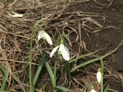 HD: Working bee Stock Footage