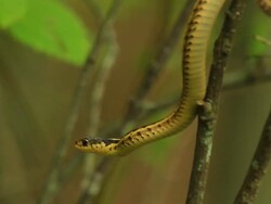 Common Garter snake Stock Footage