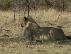MS Lioness laying on grass / Tanzania  Stock Footage