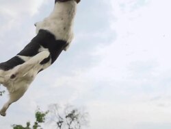HD SUPER SLOW-MO: Acrobatic Dog Catching The Ball Stock Footage