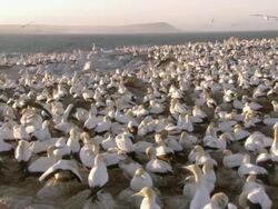 WS ZO View of Multitudes of nesting Cape gannets gathered on island preening and flapping wings / Namaqualand, Northern Cape, South Africa Stock Footage