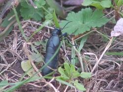 Black Beetle Eating Grass Part 2 Stock Footage