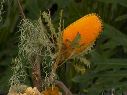 Bee on a flower  (Anamorphic Video - 16:9) Stock Footage