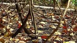 Wildfire in Thailand Stock Footage