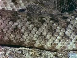 BCU Western diamondback Rattlesnake moving through frame, USA Stock Footage