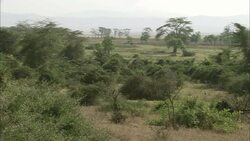Acacia trees and shrubs grow on the savanna. Stock Footage
