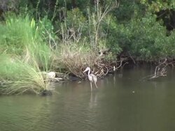 blue heron Stock Footage