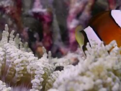 EXTREME CLOSE UP CLOWN FISH IN WHITE ANENOME Stock Footage