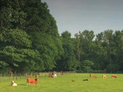 NTSC:Cattle Stock Footage