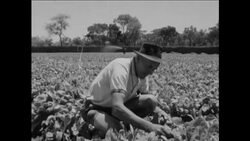 CAN850 FARM WORKERS PLANT NEW TOBACCO CROP NEAR SALISBURY (HARARE) Instructional Video