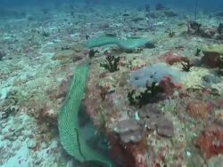 Pair of Honeycomb Moray Eels (Gymnothorax favagineus) fighting, Vaavu Atoll, The Maldives Stock Footage
