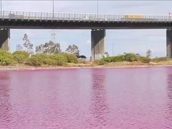 MS Shot of bright red algal bloom near Westgate Bridge, Yarra River / Melbourne, Victoria, Australia Stock Footage