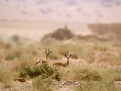 WS Shot of two dorcas gazelles (Gazella dorcas) in desert / Eilat, Negev Desert, Israel Stock Footage