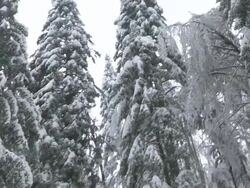 Devastation In Forest After An Ice Storm Stock Footage