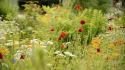 Flowers in garden waving in the wind Stock Footage