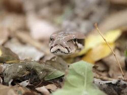 "CU R/F Shot of Python slithers into focus over forest floor / Assam, Golaghat, India" Stock Footage